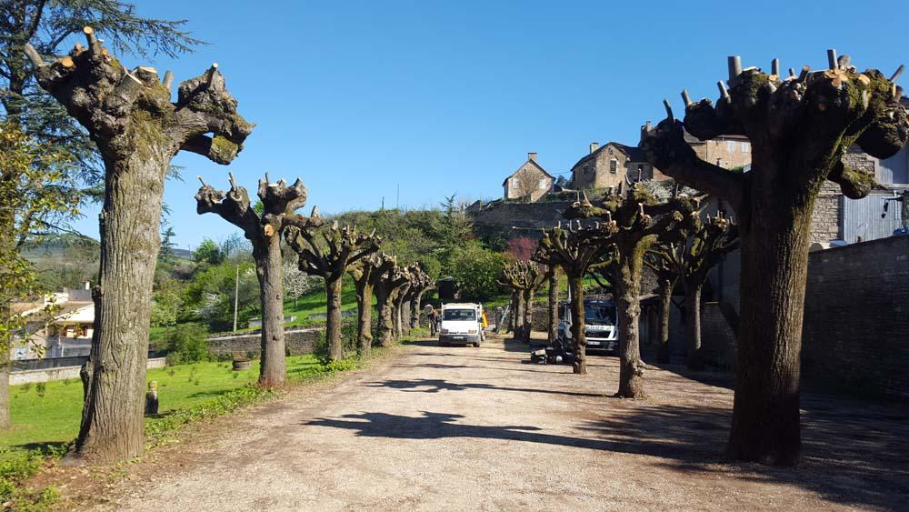 allée avec arbres élagués