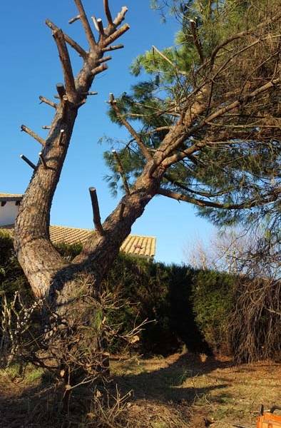 arbre double 
