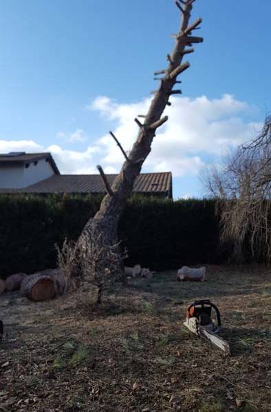 arbre penché